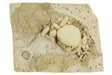 Fossil Crab (Potamon) Preserved in Travertine - Turkey #350886-2